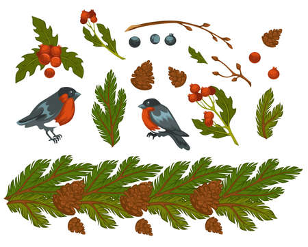 Bullfinches birds and pine tree branch with coneのイラスト素材