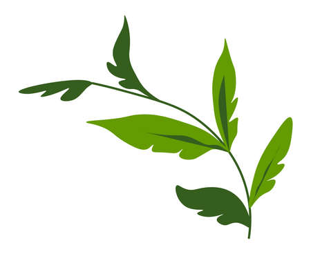 Flora and botany, branch with lush foliage vectorのイラスト素材