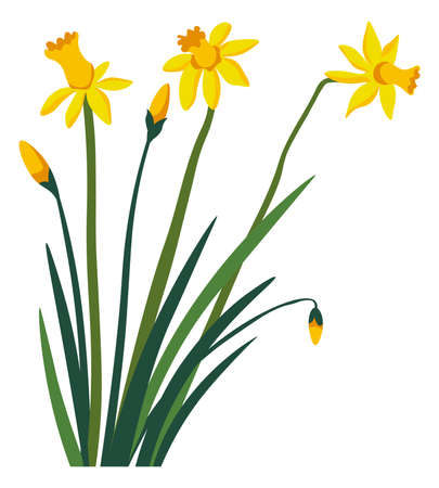 Narcissus flower in blossom, blooming daffodilのイラスト素材