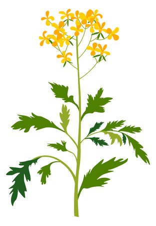 Mustard flower in blossom, blooming plant vectorのイラスト素材