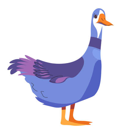 Duck farm or domestic animal, duckling vectorのイラスト素材