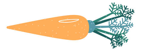 Carrot with leaves, organic vegetable productのイラスト素材