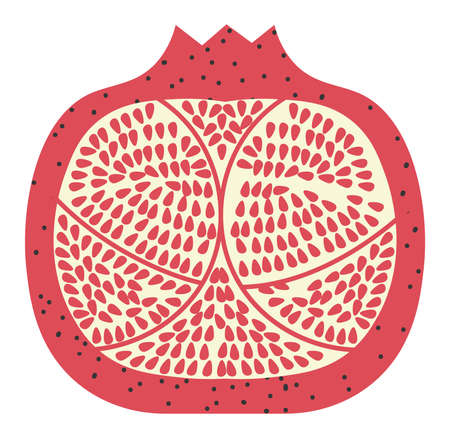 Pomegranate exotic fresh fruit cut in half vectorのイラスト素材
