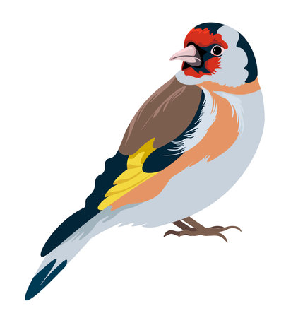 American robin bird species, avian animals vectorのイラスト素材