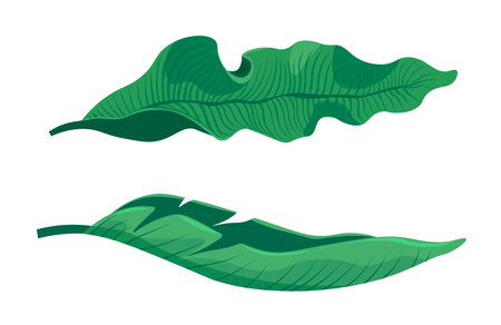 Tropical and exotic design, houseplant greeneryのイラスト素材