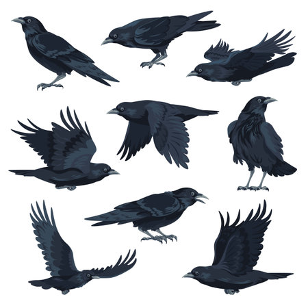 Crow flying and sitting black avian animal vectorのイラスト素材