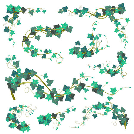 Flower leaves and foliage, ivy climbing plantのイラスト素材