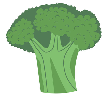 Broccoli vegetable, fresh organic natural foodのイラスト素材