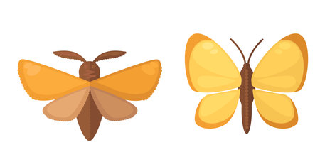 Various Butterflies Colorful Setのイラスト素材
