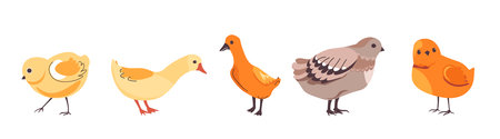 Cartoon Baby Birds Collection Vectorのイラスト素材