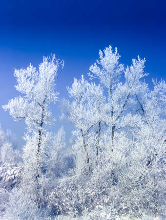 trees in the winterの写真素材