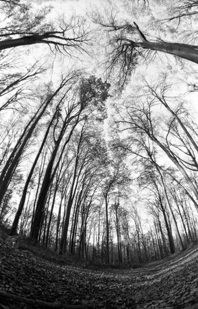 beech forestの写真素材