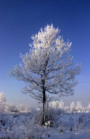 trees in the winter 3の写真素材