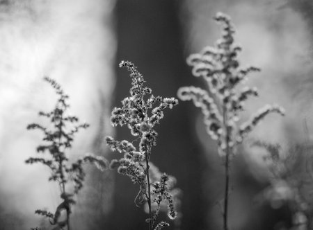 nature backroundの写真素材