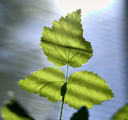 Leaf in a foggy morning