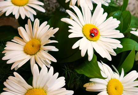 Flowersの写真素材