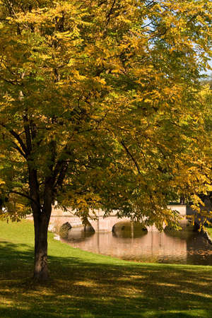 Old maple tree near the old castle bridge. October, Germany.の写真素材