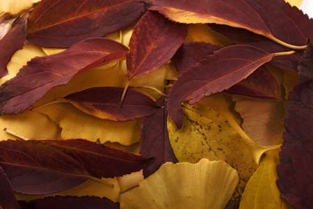 Red and yellow autumn leaves.