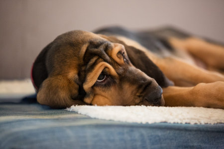 Young bloodhound puppy resting on soft dog bed indoors. Close-up portrait with expressive eyes and long ears.の写真素材