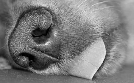 Macro of Dogの写真素材