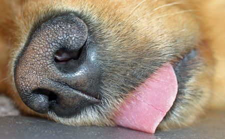 Macro of Dogs Nose and Mouthの写真素材