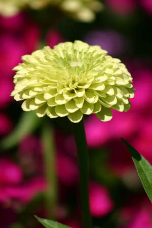 Flowerの写真素材