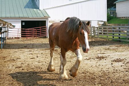 Clydesdale の写真素材