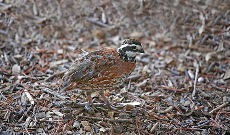 Northern Bobwhite Quailの写真素材