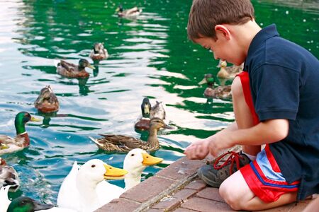 Boy Feeding Ducksの写真素材