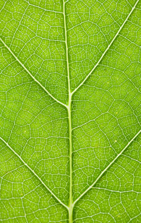 Macro of a Leaf