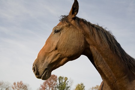 Dutch Warm Blood Horseの写真素材