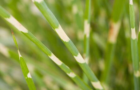 Maiden Grassの写真素材