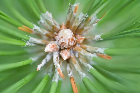 Pine Backgroundの写真素材