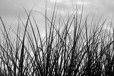 Grass on a Dark Cloudy Dayの写真素材