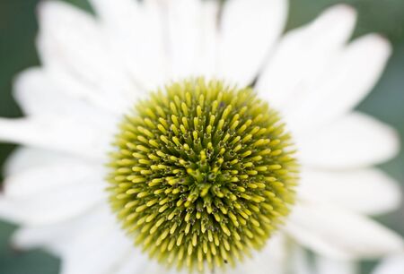 White Cone Flowerの写真素材