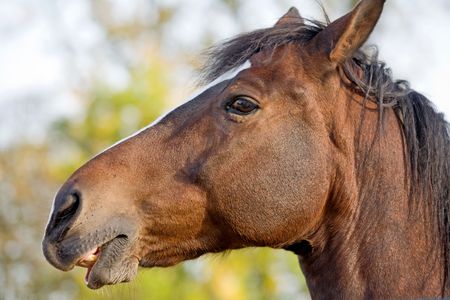 Close-up of Horse's Faceの写真素材