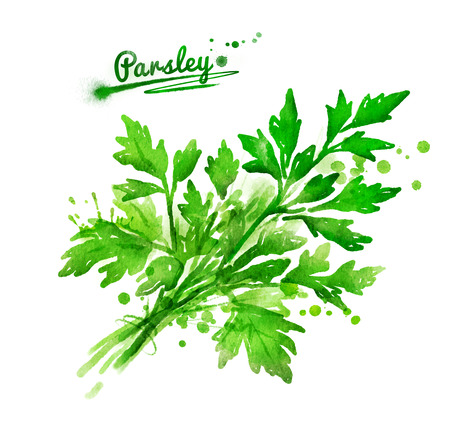 Watercolor hand drawn illustration of a bunch of parsley with paint splashes.の写真素材
