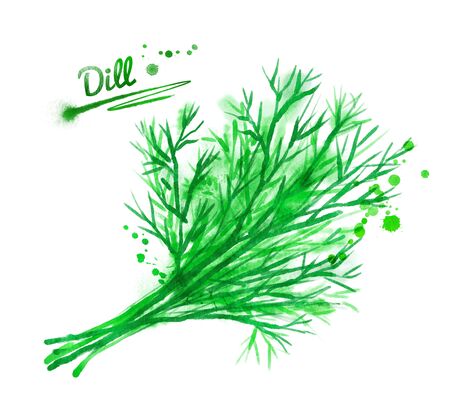 Hand drawn watercolor illustration of dill with paint splashes.の写真素材