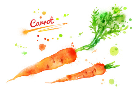 Hand drawn watercolor illustration of carrots with paint splashes.の写真素材