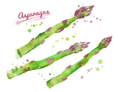 Hand drawn watercolor illustration of asparagus with paint splashes.の写真素材