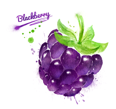 Watercolor illustration of blackberryの写真素材