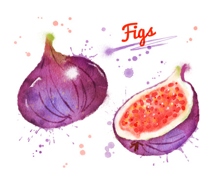 Watercolor illustration of figsの写真素材