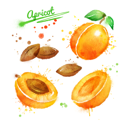 Watercolor illustration of apricotの写真素材