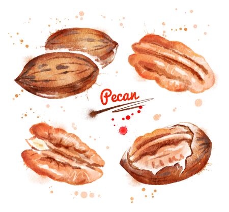 Watercolor illustration of pecan nutの写真素材