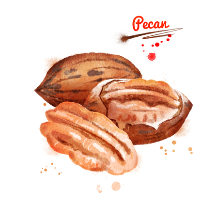 Watercolor illustration of pecan nutの写真素材