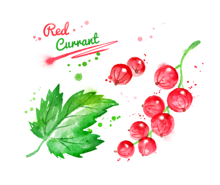 Watercolor illustration of red currant and leaf with paint smudges and splashes.の写真素材