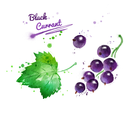 Watercolor illustration of black currant and leaf with paint smudges and splashes.の写真素材