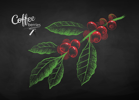 Vector chalk drawn sketch of coffee branch with berries and leaves on chalkboard background.のイラスト素材