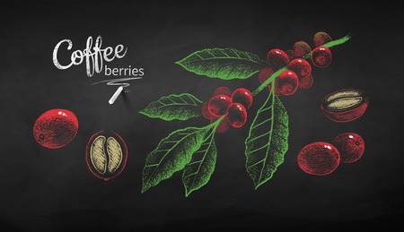 Vector chalk drawn sketches set of coffee branch whole and half cut berry with bean on chalkboard background.のイラスト素材
