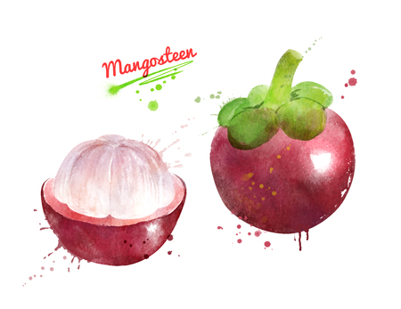 Watercolor illustration of Mangosteenの写真素材